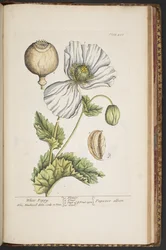 Tavola 483, da 