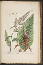 Tavola 489, da 