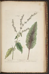 Tavola 492, da 