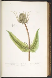 Tavola 50, Wild Teasel, da 