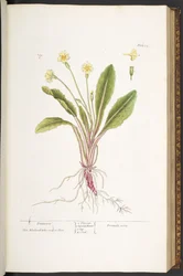 Tavola 52, Primula, da 