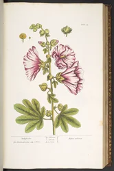 Tavola 54, Malvarosa, da 