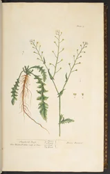 Tavola 5, Borsa del pastore, da 