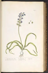 Tavola 61, Giacinto o Campanule, da 