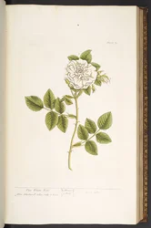 Tavola 73, da 