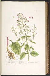 Tavola 87, da 
