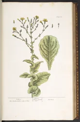 Tavola 88, da 
