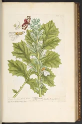 Tavola 89, da 