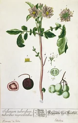 Pianta e frutto di patata, tavola da 