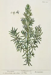 Rosmarinus Officinalis, da 