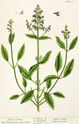 Salviam da 