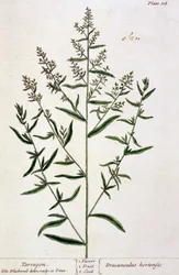 Dragoncello, tavola 116 da 