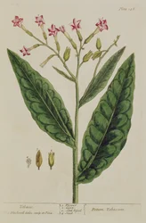 Tabacco, tavola 146 da 