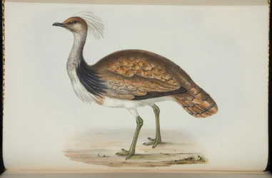 Otarda, da 