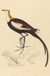 Parra Sinensis (Jacana codalunga)