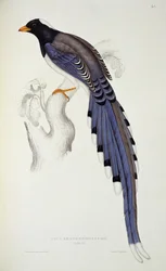 Pica Erythrorhyncha, da 