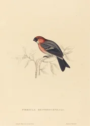 Pyrrhula erythrocephala (ciuffolotto testarosso)