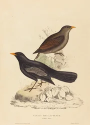 Tordo Poecilopterus (Tordo Azteco)