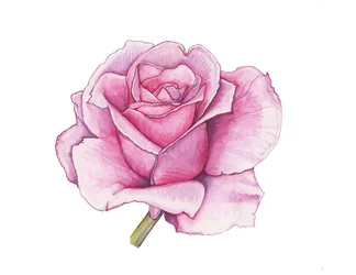 Rosa rosa, 2012 (acquerello)