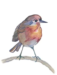 Robin, 2017 (acquerello)