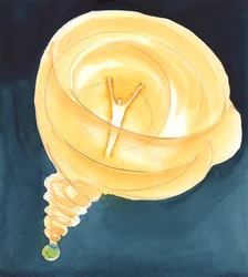 Dal 