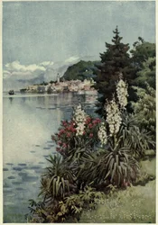 Un gruppo di Yuccas, Villa Melzi, Lago di Como, Illustrazione da 