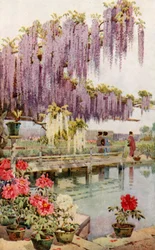 Un giardino di peonie