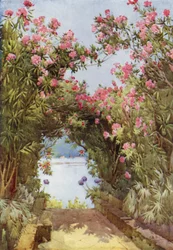 Oleandri, Isola Madre, Lago Maggiore