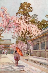 Il Ciliegio Piangente