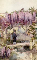 Wistaria, Kabata (litografia a colori)