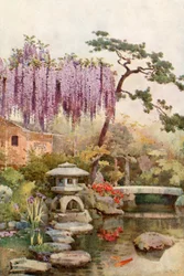 Glicine in un giardino di Kyoto