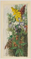 Fiori selvatici