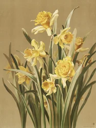 Narcisi