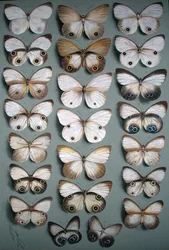Ventidue farfalle