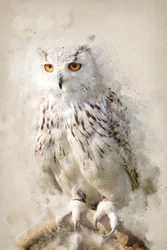 Lo sguardo maestoso del gufo delle nevi