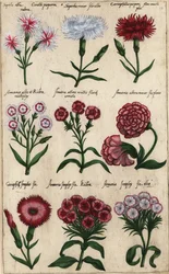 Varie varietà di garofano, Dianthus caryophyllus
