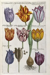 Varie tulipani