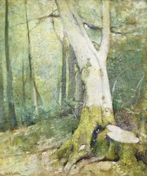 Bosco Interno