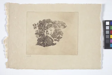 Studio di un albero