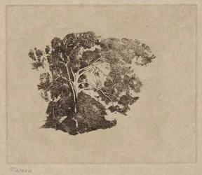 Studio di un albero