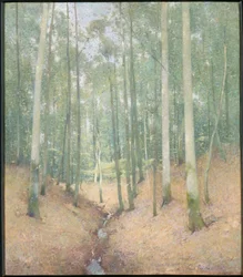 Interno del bosco