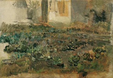 Campo di rape