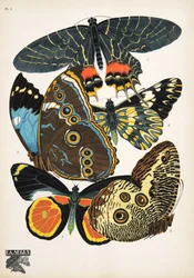 Tavola 2, da Papillons