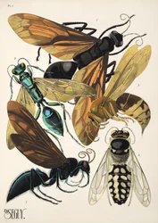 Piastra 6 da Insectes, pub. anni 