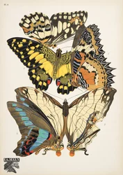Plate 9, da Papillons, pub. 1925