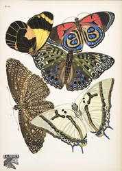 Plate 12 da Papillons, pub. 1925
