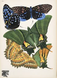 Plate 6 da Papillons, pub. 1925