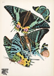 Tavola 7 da Papillons, pub. 1925