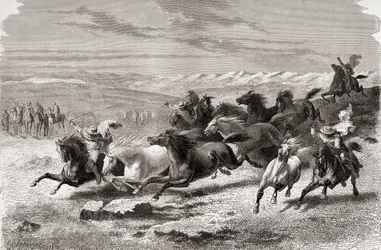 Gauchos argentini che radunano cavalli selvaggi, illustrazione da 