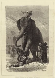 Criminale giustiziato da un elefante a Baroda